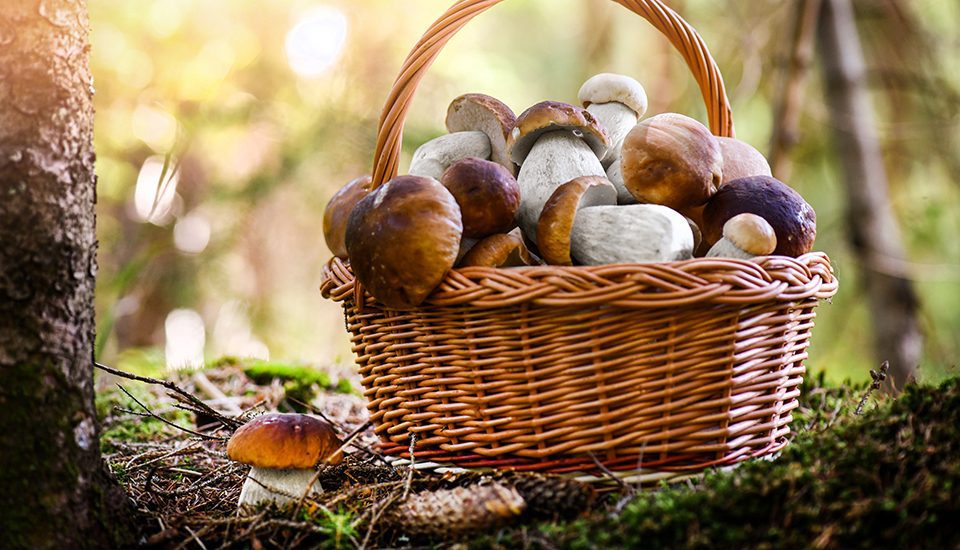 Mushroom,Boletus,In,Wooden,Wicker,Basket.,Autumn,Cep,Mushrooms.,Spring